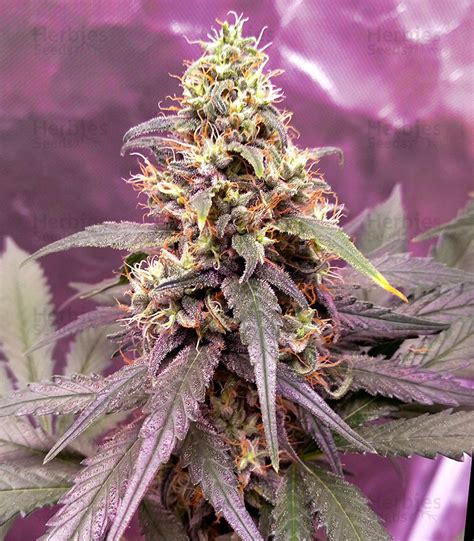 Meanwhile seven countries were added to the uk's red list. Buy Gorilla Glue #4 feminized seeds by Cali Buds Seeds ...