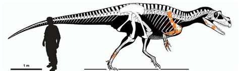 Revealing The Oldest Carnivorous Dinosaur Ever Existed 75 Meters Long