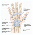 Wrist and Hand Joints | Basicmedical Key