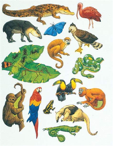 Cut Out Printable Rainforest Animals Web Students Color Cut Out And