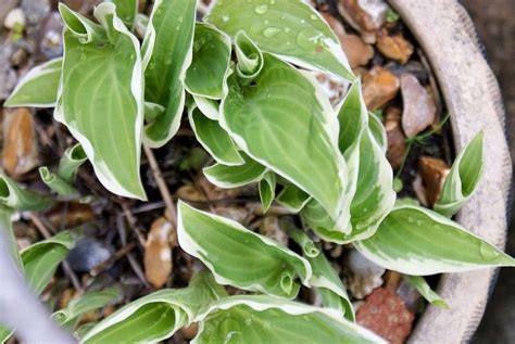 Growing Hostas In Containers