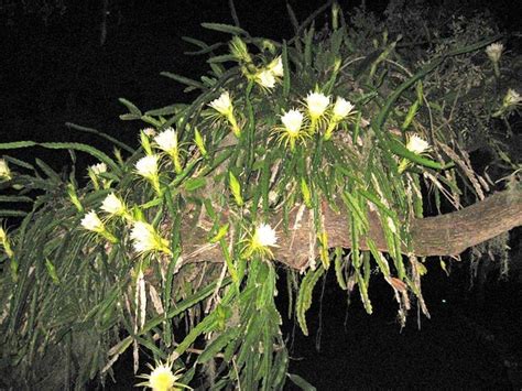 Night Blooming Cereus Cactus Sarasota Fl Oc Photorator