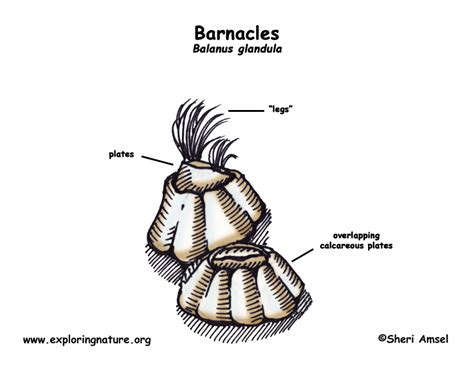 How many can you remember? Barnacle (Balanus)