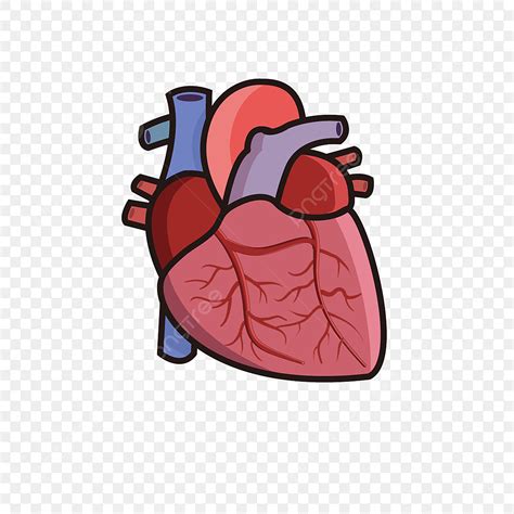 Real Heart Vector Art Png Cartoon Colored Heart Real Heart Clipart
