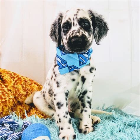 53 Long Coated Dalmatian Puppies For Sale Pic Bleumoonproductions