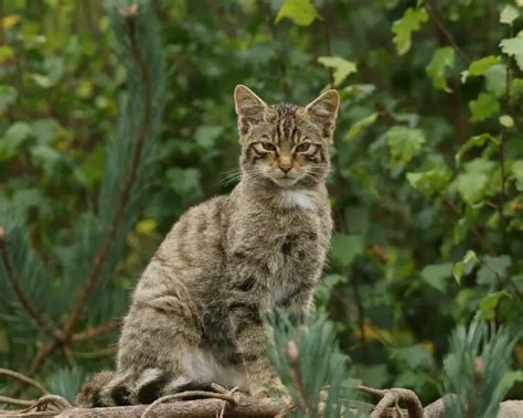 Wildcat Facts Diet Habitat And Pictures On Animaliabio