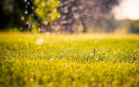 Download Nature Meadow Grass Green Morning Day Bokeh Blur Macro