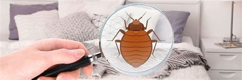 In theory, you'd think that removing their food source would help to kill them, but bed bugs have evolved to store moisture and nutrients for long periods of time. Bed Bugs in Vancouver: These Wingless Mosquitoes are On ...