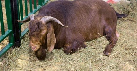 Discover The 10 Largest Goats In The World Imp World