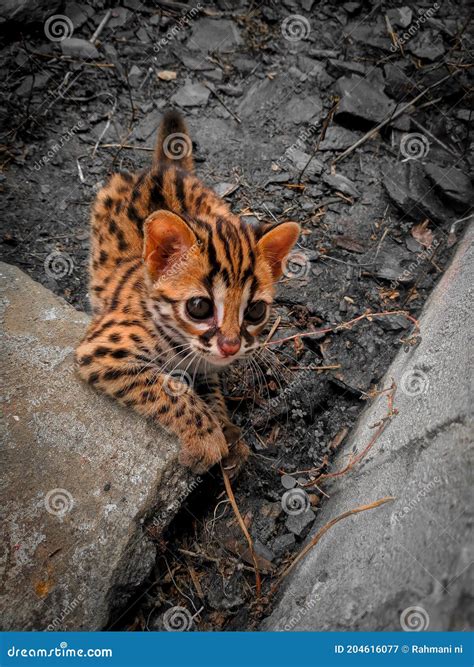 Kucing hutan stock image. Image of lion, wildcat, kitten - 204616077