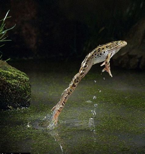 leopard frog leaping stop motion photography motion photography leopard frog