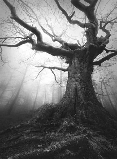 Gothic Landscape Fantasy Landscape Weird Trees Dark Tree Black And
