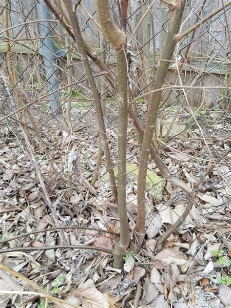 Need Help Identifying Thorny Invasive Tree In Dfw