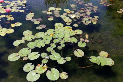 Water Lily Grows On The Lake In The Park Stock Image Image Of Grows