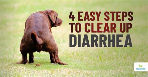 How To Get Rid Of Dogs Diarrhea Goalrevolution0