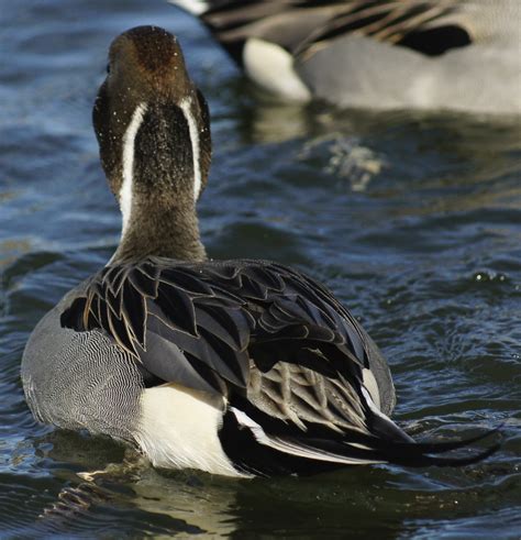 Butlers Birds Northern Pintail