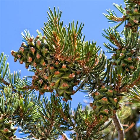 Pinyon Pine Cones Pinus Quadrifolia Pine Cones Cones Pine