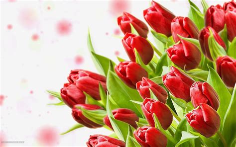 Flower Tulip Picture Red Hd Desktop Wallpapers 4k Hd
