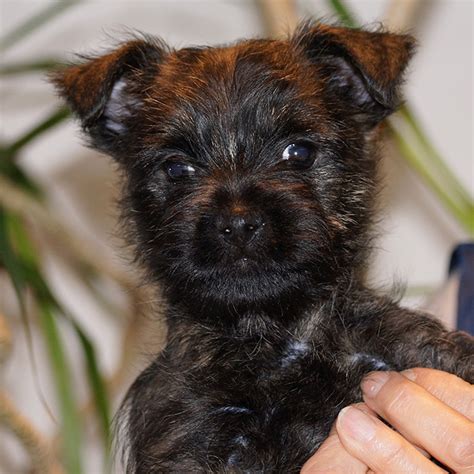 The cairn terrier is a small athletic looking dog that has a mischievous and intelligent look. Cairn Terrier News
