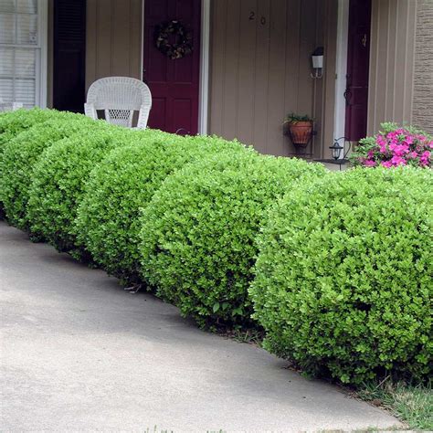 Baby Gem Boxwoods For Sale