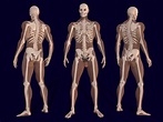 File:3D Male Skeleton Anatomy.png - Wikimedia Commons