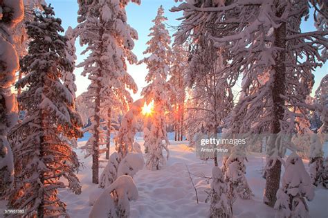 Wonderful Winter Morning In The Snowy Forest High Res Stock Photo