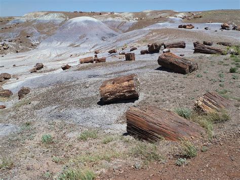 Where To Find Petrified Wood Best Places To Discover Fossilized Wood