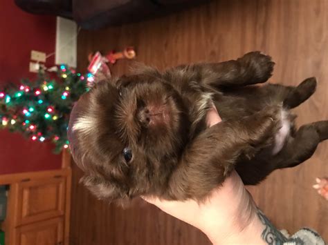 Tarra Pudwill Puppies For Sale