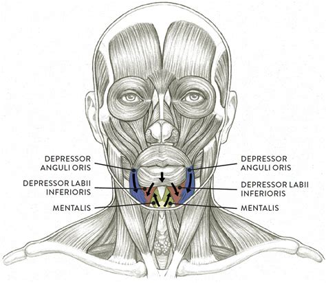 Facial Muscles And Expressions Classic Human Anatomy In Motion The