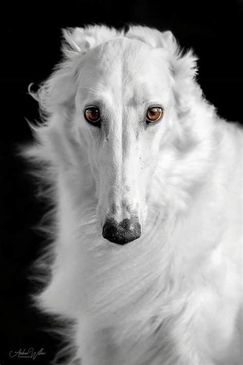 The resultant visible hue depends on various factors, but always has some yellowish color. by Andrea Willers - Borzois have such soulful eyes | Dogs ...