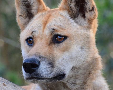 Top 134 Dingo Australian Animals