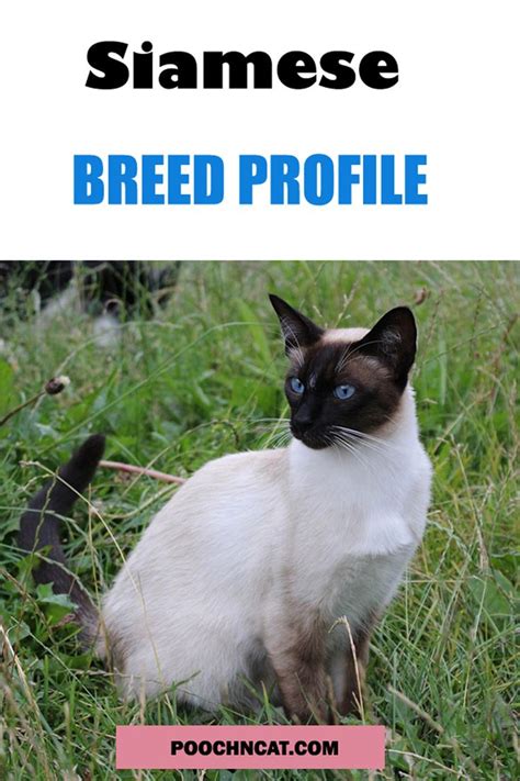 Siamese Cat Breed Profile Poochn Cat Breed