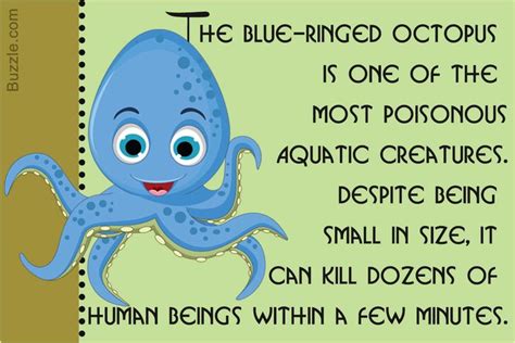 Cute Blue Octpus Cartoon Smiling Octopus Facts Creepy Facts Scary Facts
