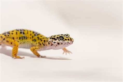 190 Leopard Gecko Names For Your Lizard Kidadl