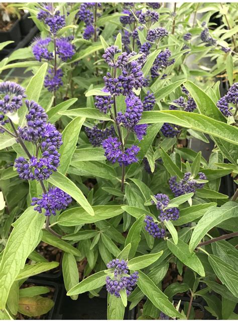 Caryopteris X Heavenly Blue The Beth Chatto Gardens