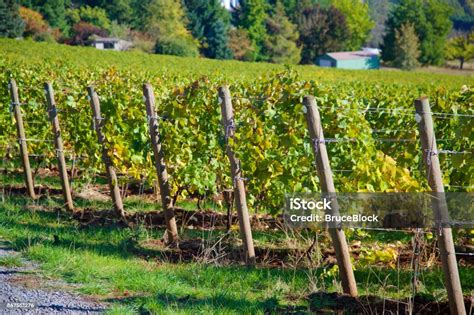 Willamette Valley Vineyard Stock Photo Download Image Now
