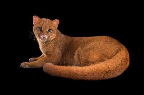 Picture Of A Federally Endangered Jaguarundi Puma Yagouaroundi At