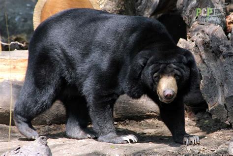 Asiatic Black Bear Animal Facts Ursus Tibetanus Az Animals