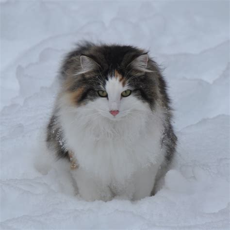 195 Best Norwegian Forest Cat Images On Pinterest Kitty