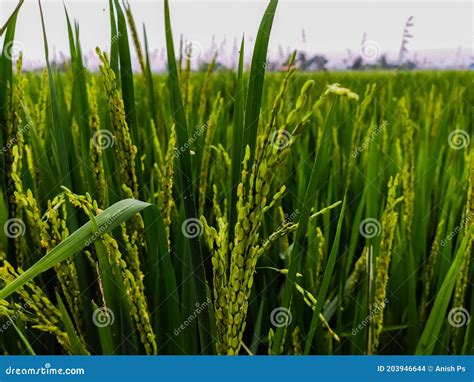 Rice Crops Field In Kerala India Young Rice Crops Are Getting Ready