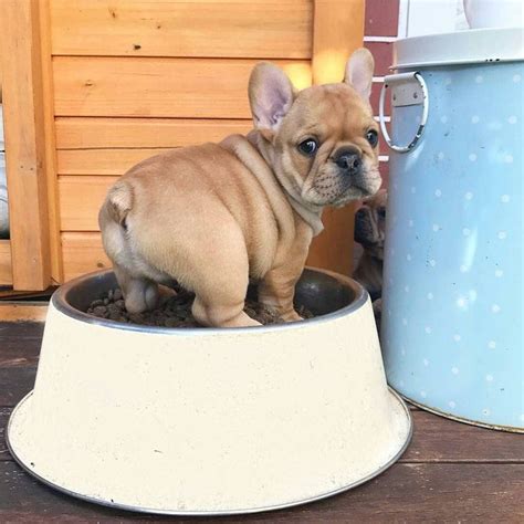 Your french bulldog's flat, pudgy face, and folds of skin make them look adorable, but these features can join the #1 community for french bulldog owners and lovers. French Bulldog potty training | French bulldog puppies ...