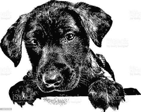 Dog Puppy Labrador Stock Illustration Download Image Now