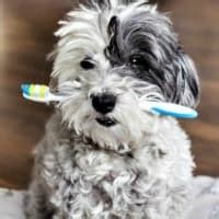 Maybe you would like to learn more about one of these? Puppy Teething Remedies for Painful Little Gums