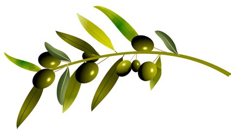 Free Olive Tree Olive Vectors Pixabay