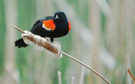 Hd Lovely Black And Orange Bird Wallpaper Download Free 104806