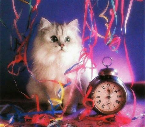 Pin By Jo Allen On Happy Mew Year Cat Day Cat Celebrating Cats