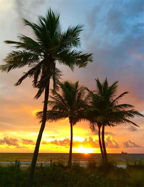 Pin De Tracy Wilson Em Beach Sunrise Sunset And Palm Trees Ideias