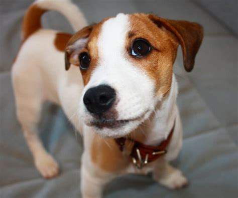 Irresistibly Lovely Male Jack Russell Terrier Puppy Quick Market