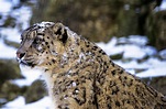 Snow Leopard: Species Facts, Info & More | WWF.CA