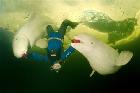 Divers Brave Freezing Temperatures To Swim With Beluga Whales